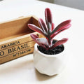 Artificial Succulent Bonsai Creative Ornaments for Home Table Garden Decoration Artificial Plants with Pot | Orazek UK Ltd